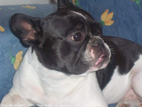 Photo de Bouledogue franais