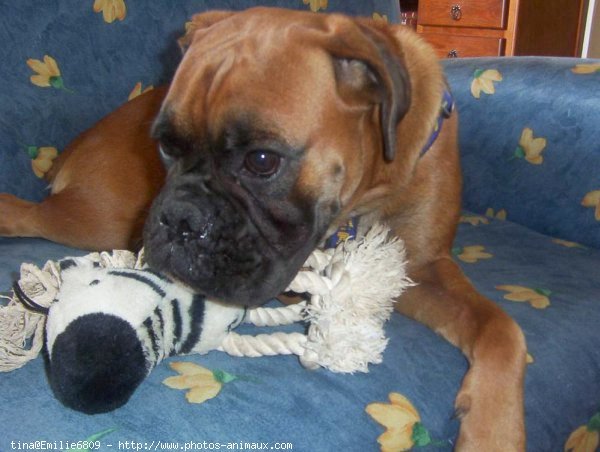 Photo de Boxer