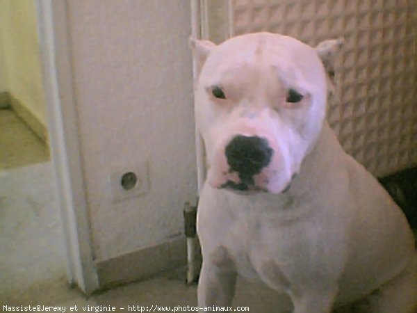 Photo d'American staffordshire terrier