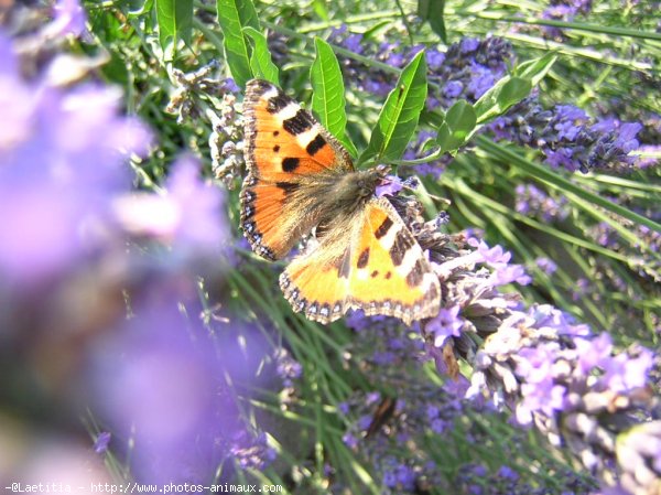 Photo de Papillon