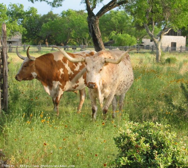 Photo de Vache