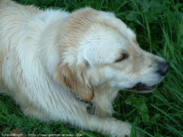 Photo de Golden retriever