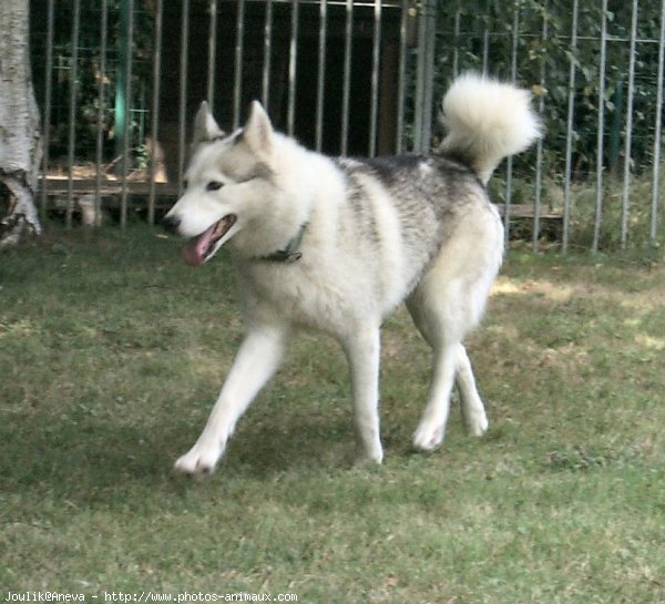 Photo de Husky siberien