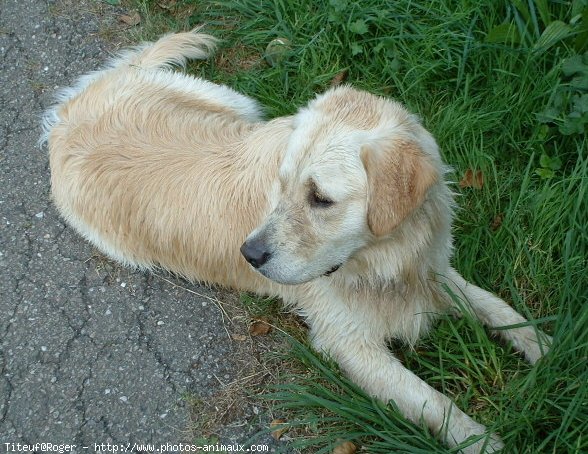 Photo de Golden retriever