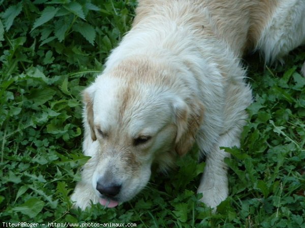 Photo de Golden retriever