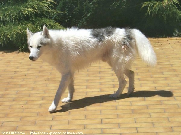 Photo de Husky siberien