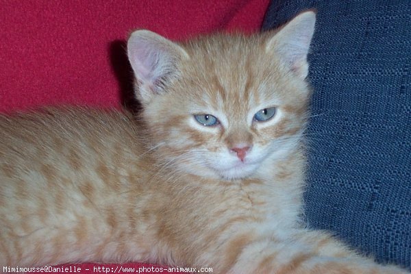 Photo de Chat domestique