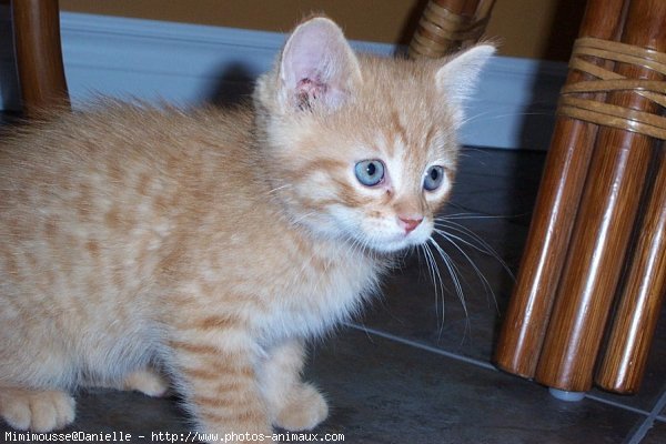 Photo de Chat domestique