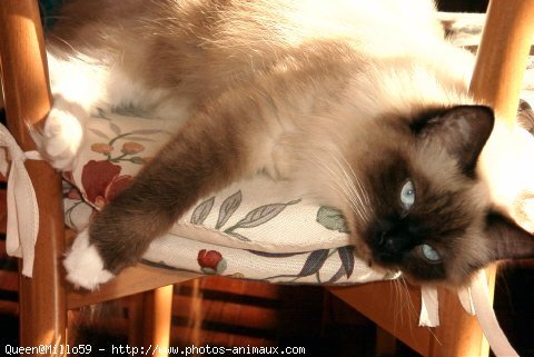 Photo de Ragdoll