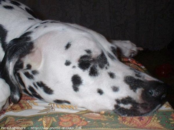 Photo de Dalmatien