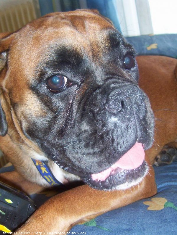 Photo de Boxer