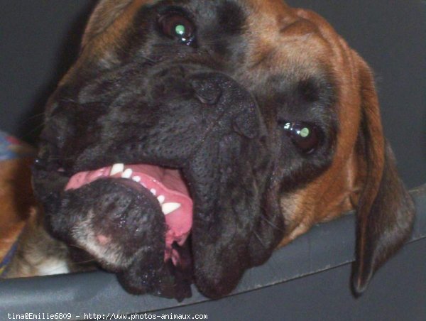 Photo de Boxer