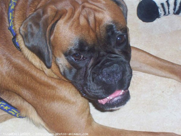 Photo de Boxer