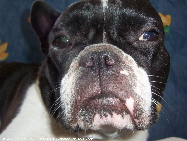 Photo de Bouledogue franais