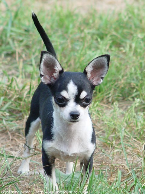 Photo de Chihuahua  poil court