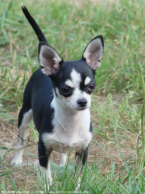 Photo de Chihuahua  poil court