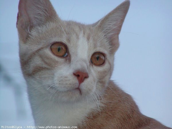 Photo de Chat domestique