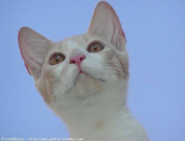 Photo de Chat domestique