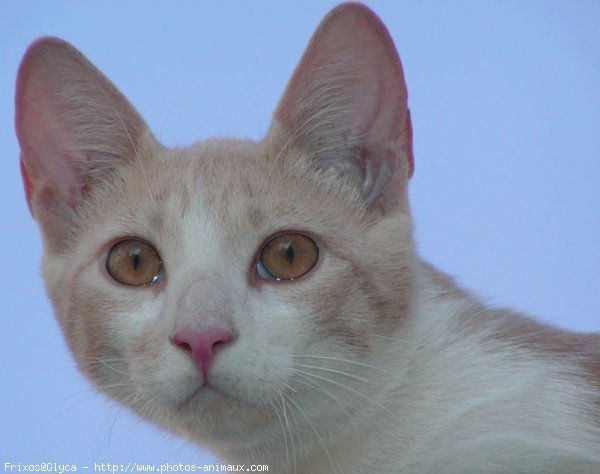 Photo de Chat domestique