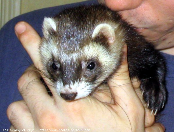 Photo de Furet