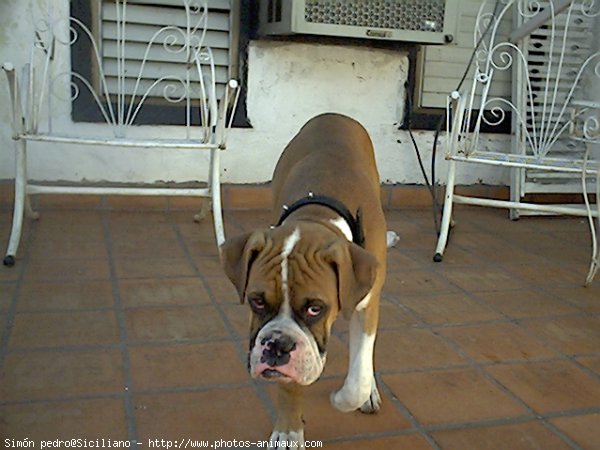 Photo de Boxer