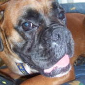 Photo de Boxer