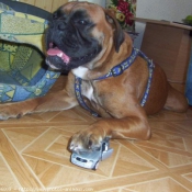 Photo de Boxer