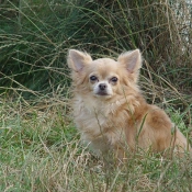 Photo de Chihuahua  poil court