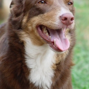 Photo de Border collie