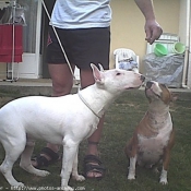 Photo de Bull terrier miniature