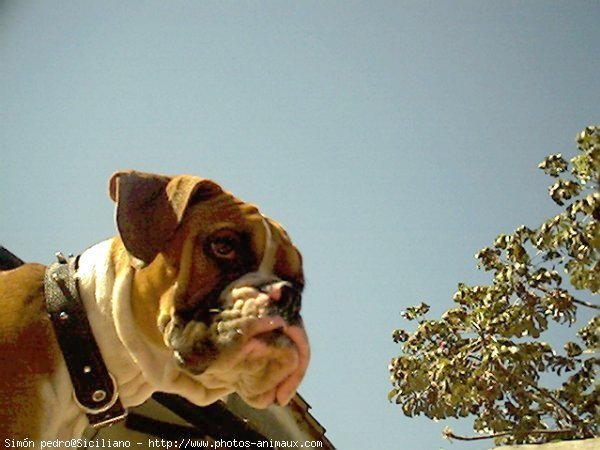 Photo de Boxer