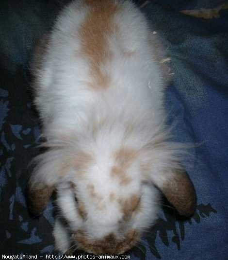 Photo de Lapin