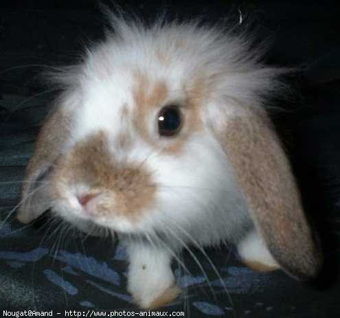 Photo de Lapin