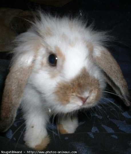 Photo de Lapin