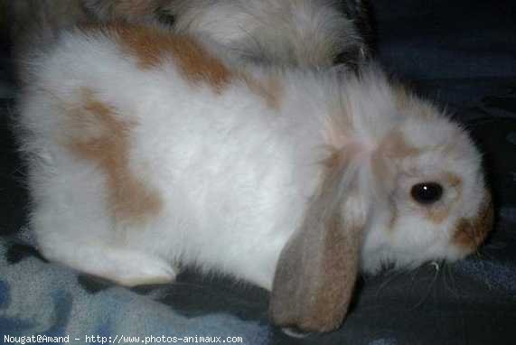 Photo de Lapin