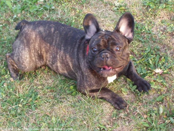 Photo de Bouledogue franais