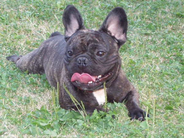 Photo de Bouledogue franais