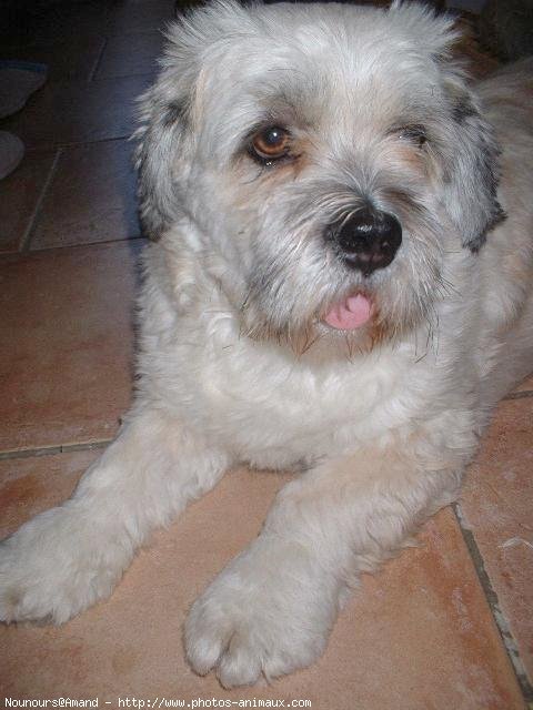 Photo de Lhassa apso