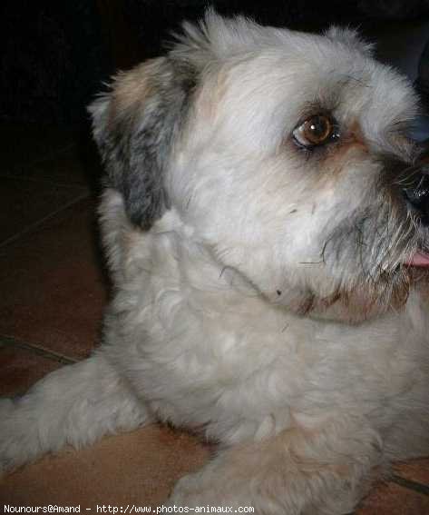 Photo de Lhassa apso