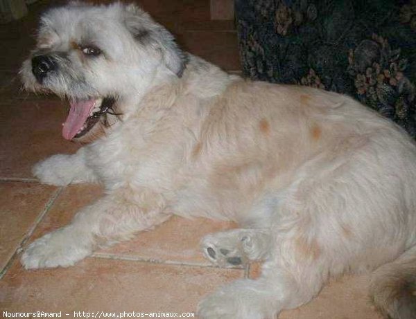 Photo de Lhassa apso