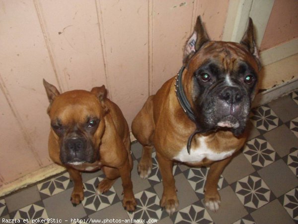 Photo de Boxer