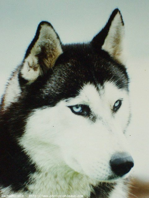 Photo de Husky siberien