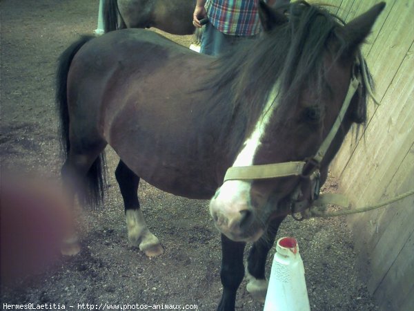 Photo de Poney franais de selle