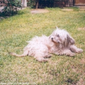 Photo de Shih tzu