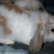 Photo de Lapin