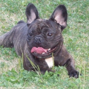 Photo de Bouledogue franais