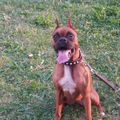 Photo de Boxer