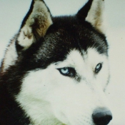 Photo de Husky siberien