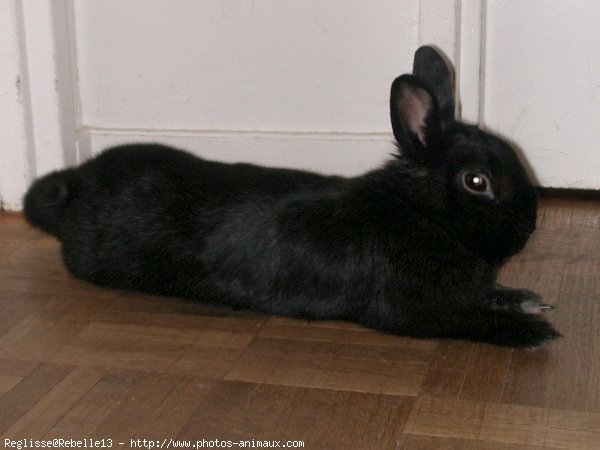 Photo de Lapin