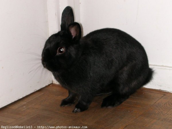 Photo de Lapin